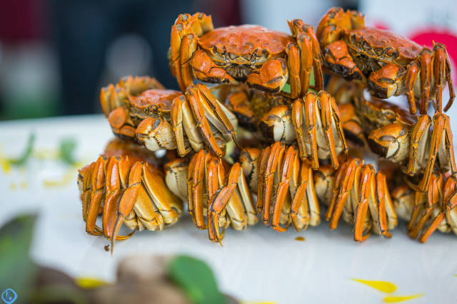 Taihu Hairy Crab-wuxi Taihu Hairy Crab-wuxi